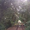 20150729 00564 Baum auf Gleise